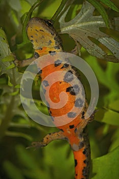 Closeup on an aquatic colorful orange bellied female Iberian newt, Lissotriton boscai underwater photo