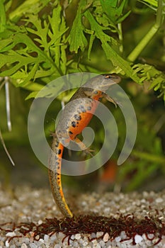 Closeup on an aquatic colorful orange bellied female Iberian newt, Lissotriton boscai underwater photo