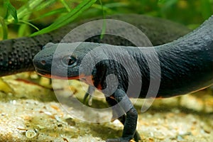 Closeup on an aquatic dark black adult Chinese firebellied newt, Cynops orientalis