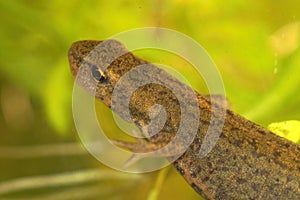 Closeup of an aquatic female BoscÃÂ¡`s or Iberian newt, Lissotrit photo