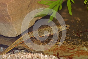 Closeup on an aquatic female Iberian newt, Lissotriton boscai underwater photo