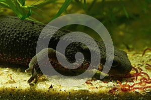 Closeup on an aquatic female Japanese fire bellied newt , Cynops pyrrhogaster, feeding on red bloodworms