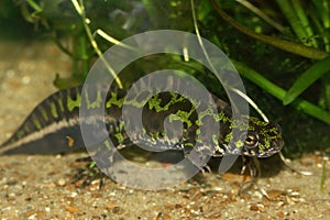 Closeup of an aquatic French marbled newt , Triturus marmoratus