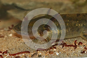 Closeup on an aquatic large larvae of the Barred tiger salamander , Ambystoma mavortium feeding on bloodworms
