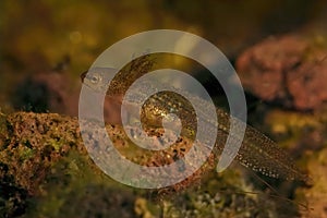 Closeup on an aquatic larvae Carpathian newt Lissotriton montandoni sitting on gravel