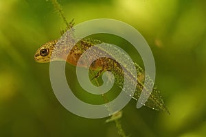 Closeup on an aquatic larvae with gills of the Carpathian newt, Lissotriton montandoni