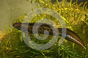 Closeup on an aquatic male Danube crested newt, Triturus dobrogicus, underwater