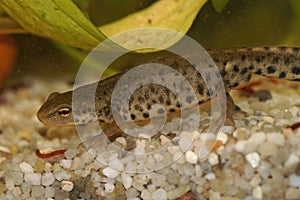 Closeup on an aquatic male Iberian newt, Lissotriton boscai photo