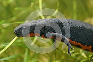 Closeup on an aquatic small Chinese firebellied newt, Cynops orientalis