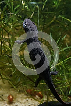 Closeup on an aquatic small Chinese firebellied newt, Cynops orientalis