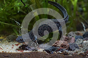 Closeup on an aquatic sub-adult Buresch's crested newt, Tritueus bureschi