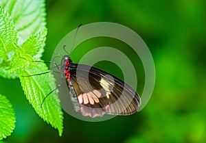 Closeup of a arcas cattleheart butterfly, ventral view, tropical insect specie from America