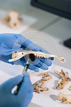 Closeup of archaeologist working in natural research lab. Laboratory assistant cleaning animal bones. Close-up of hands