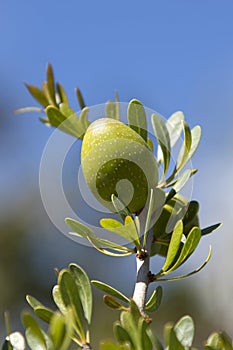 Closeup of an argan nut