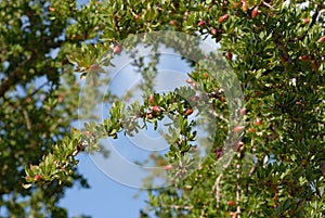 closeup of argan tree in Morroco country photo