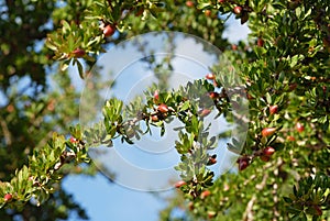 closeup of argan tree in Morroco country photo