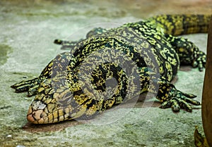 Closeup of a argentine giant tegu sleeping on the ground, big lizard from America, popular pet in herpetoculture