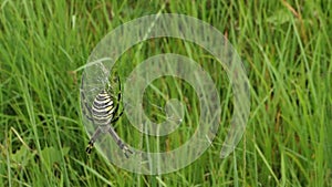 Closeup of Argiope spider,