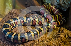 Closeup of a Arizona mountain king snake, Vivid colored tropical serpent from America, Popular reptile pet in herpetoculture