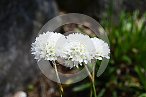 Armeria pseudarmeria with ball-shaped white flowers photo