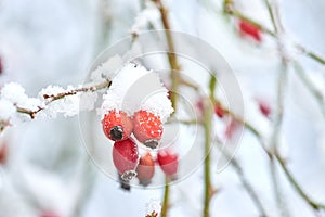 Closeup of Armur rose buds covered in snow on a white winter day. Budding roses growing in a garden or forest with