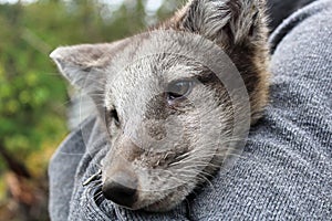 Closeup of an artic fox being held by a human