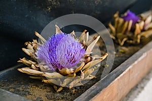 A closeup of the Artichoke head with a flower in bloom, Cynara cardunculus