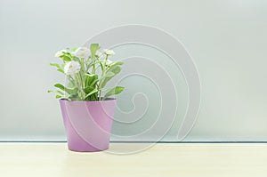 Closeup artificial plant with white flower on purple pot on blurred wooden desk and frosted glass wall textured background