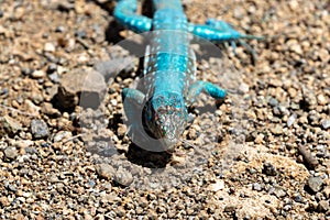 Closeup, Aruba Whiptail Lizard, blue scales, standing on rocks and sand.