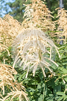 Closeup on Aruncus dioicus, flowering herbaceous perennial plant in the family Rosaceae