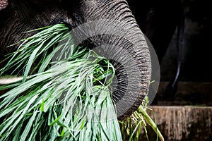 Closeup asain elephant eating green grass