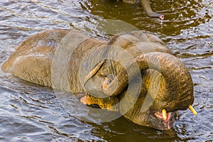Closeup of a asian elephant bathing in the water, Endangered animal specie from Asia