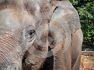 Closeup Asian Elephant head