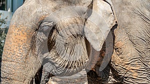 Closeup Asian Elephant head