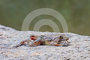 Closeup of Asian River Frog