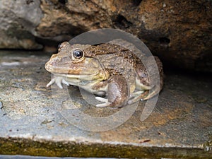 Closeup of Asian River Frog (Limnonectes blythii)