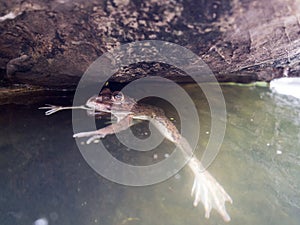 Closeup of Asian River Frog (Limnonectes blythii) is floating on the water