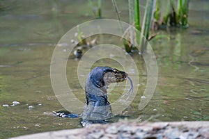 Closeup of an Asian water monitor swimming in a pond, with its tongue out