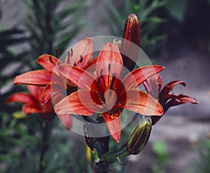 Closeup of a Asiatic Lily Flower
