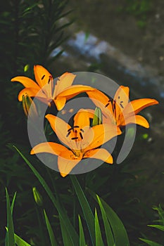 Closeup of a Asiatic Lily Flower