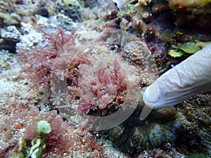 Closeup with Asparagopsis seaweed which is a genus of edible red macroalgae.