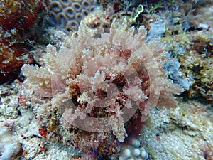 Closeup with Asparagopsis seaweed which is a genus of edible red macroalgae.