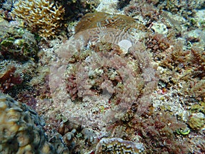 Closeup with Asparagopsis seaweed which is a genus of edible red macroalgae.