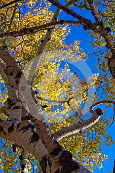 Closeup of aspen branches and yellow leaves in a forest near Flagstaff, Arizona