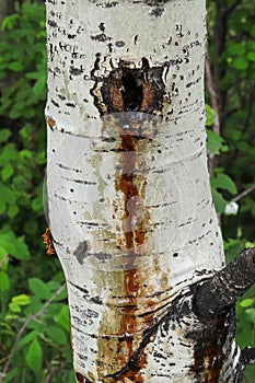 Closeup of an aspen poplar weeping sap in spring from a wound