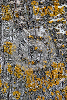 Closeup of an aspen tree bark with yellow lichen