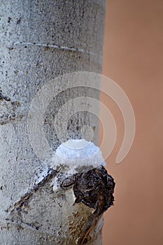 Closeup Aspen Tree Trunk Snow