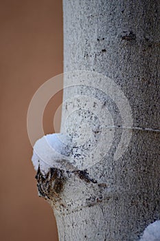 Closeup Aspen Tree Trunk Snow
