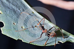Closeup of an assassin bug on a leaf. Australia.