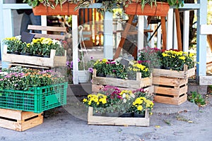 Closeup assortment of colorful chrysanthemum flowers in garden store centre. Daisy flowers in planting pots